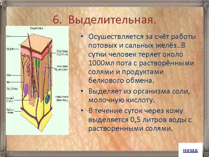 6. Выделительная. • Осушествляется за счёт работы потовых и сальных желёз. . В сутки