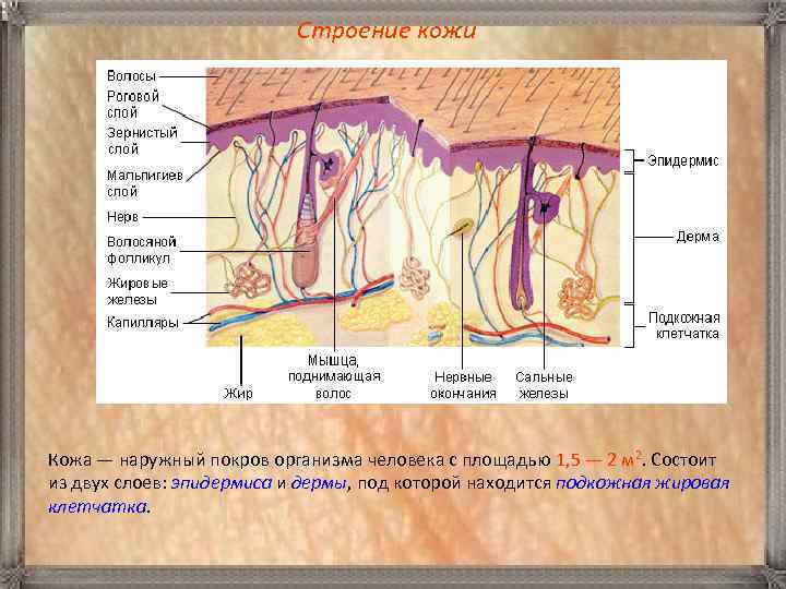 Строение кожи Кожа — наружный покров организма человека с площадью 1, 5 — 2