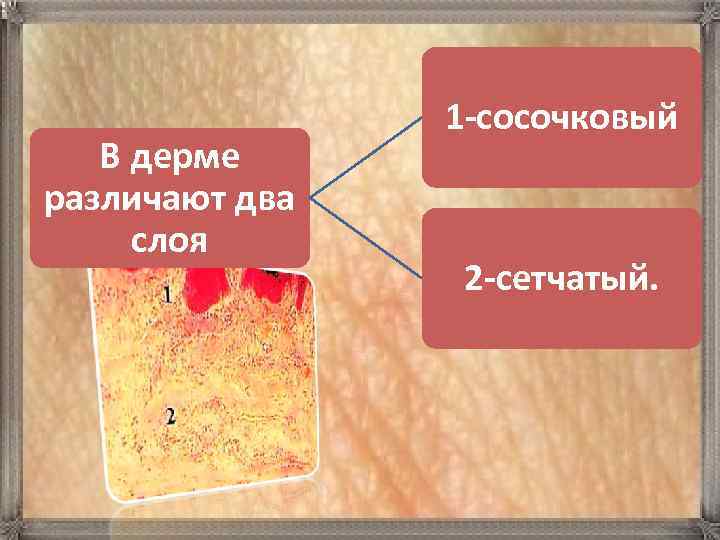 В дерме различают два слоя 1 -сосочковый 2 -сетчатый. 