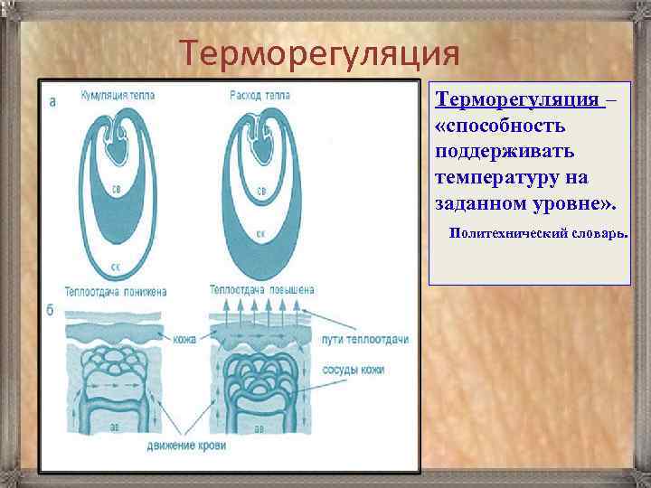 Терморегуляция – «способность поддерживать температуру на заданном уровне» . Политехнический словарь. 