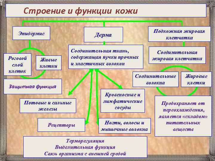 Кожа наружный покровный орган 8 класс презентация