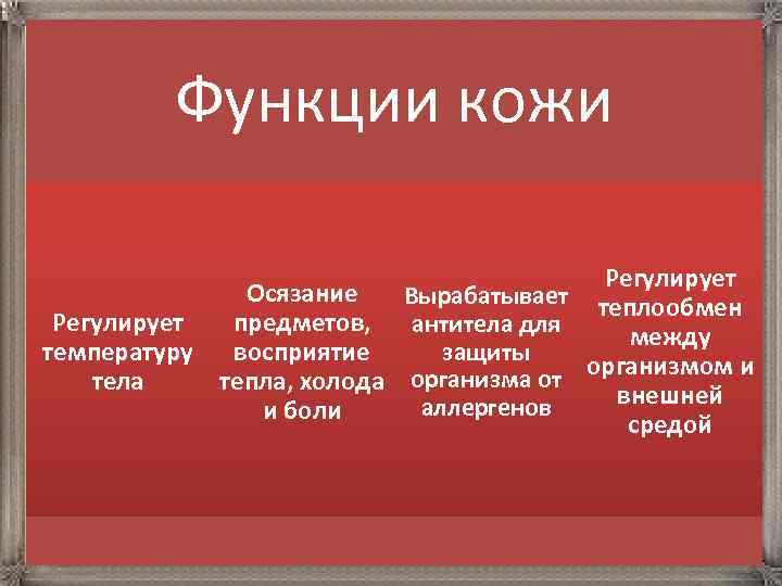 Функции кожи Регулирует Осязание Вырабатывает теплообмен Регулирует предметов, антитела для между защиты температуру восприятие