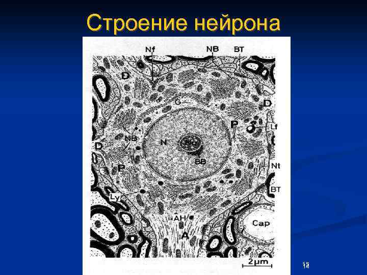 Строение нейрона 15 14 