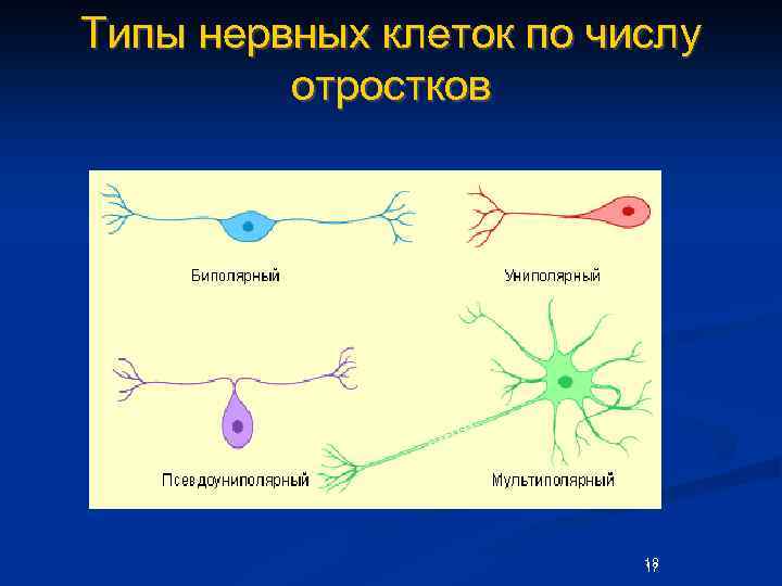 Виды клеток нервной системы. Виды нервных клеток. Тип клеток нервной ткани. Типы нервных клеток человека. Нервная клетка животных.