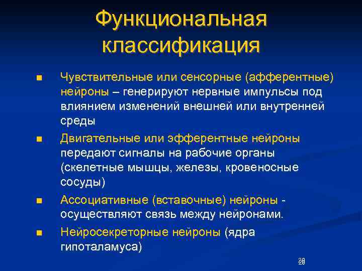 Функциональная классификация n n Чувствительные или сенсорные (афферентные) нейроны – генерируют нервные импульсы под