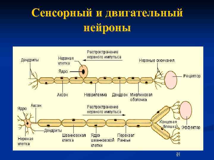 Сенсорный и двигательный нейроны 21 21 