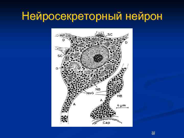 Нейросекреторный нейрон 22 22 