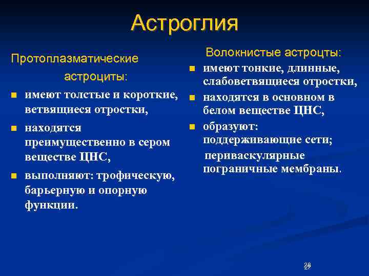 Астроглия Протоплазматические астроциты: n имеют толстые и короткие, ветвящиеся отростки, n находятся преимущественно в