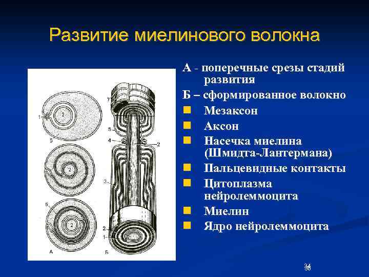 Схема развития нервных волокон