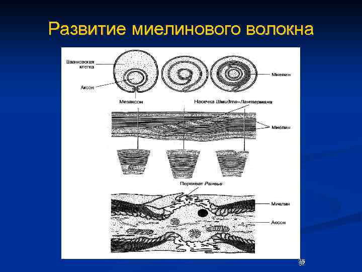 Развитие миелинового волокна 35 37 