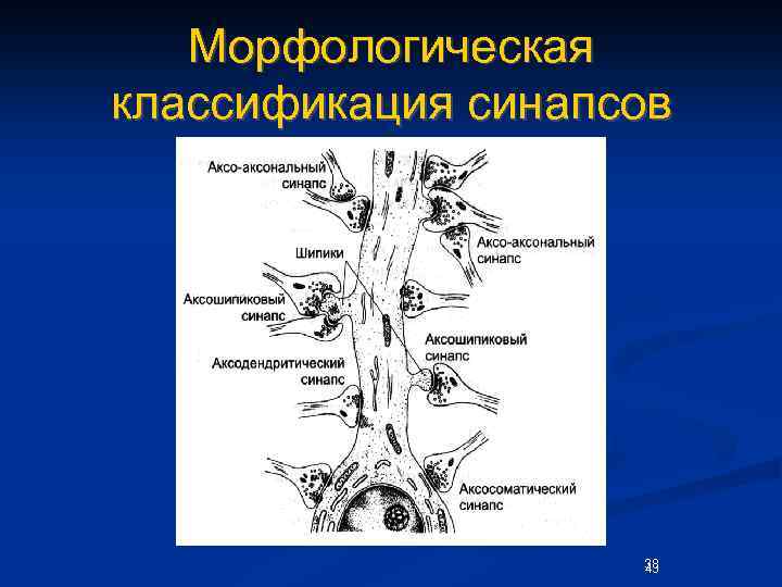 Морфологическая классификация синапсов 38 43 