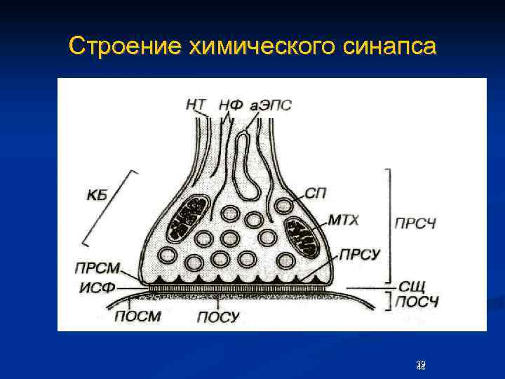 Строение химического синапса 39 44 