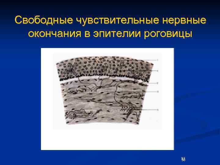Свободные чувствительные нервные окончания в эпителии роговицы 51 56 