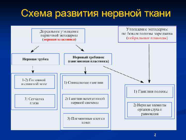 Схема развития нервной ткани 7 4 