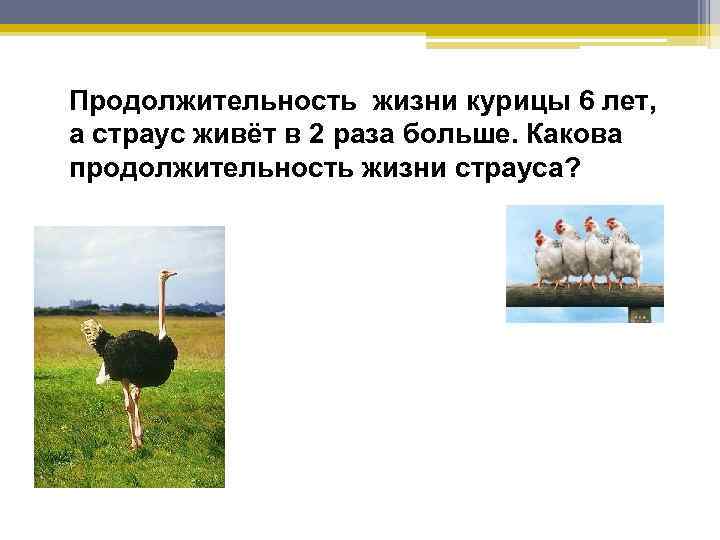 Продолжительность жизни курицы 6 лет, а страус живёт в 2 раза больше. Какова продолжительность