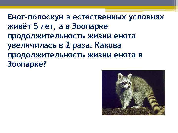 Енот-полоскун в естественных условиях живёт 5 лет, а в Зоопарке продолжительность жизни енота увеличилась