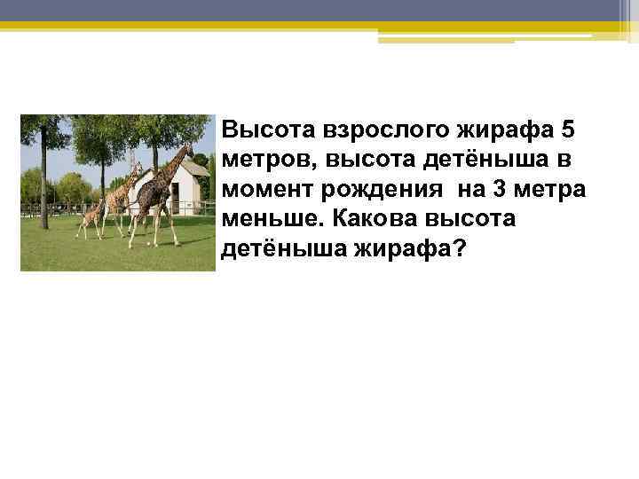 Высота взрослого жирафа 5 метров, высота детёныша в момент рождения на 3 метра меньше.