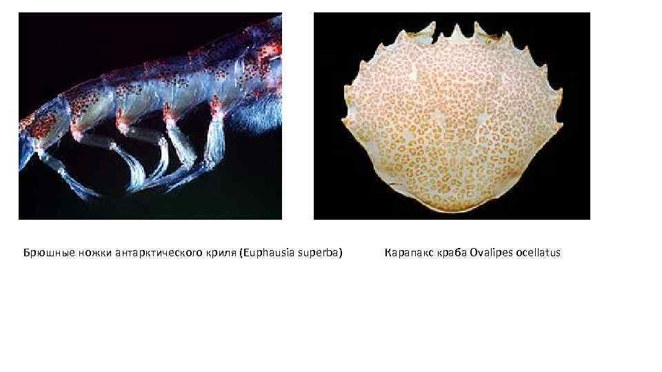 Брюшные ножки антарктического криля (Euphausia superba) Карапакс краба Ovalipes ocellatus 