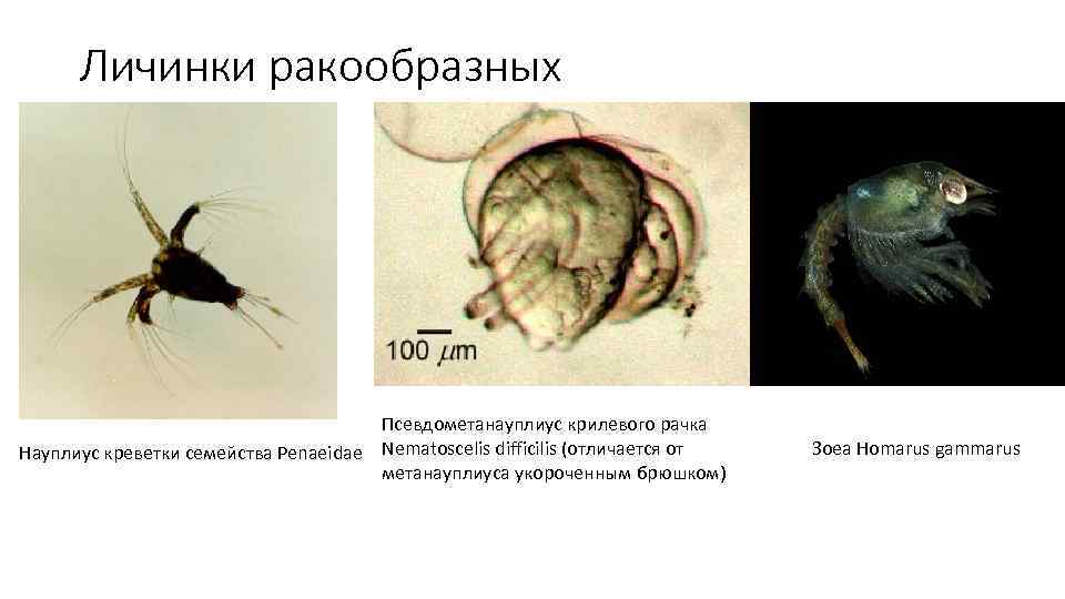 Личинки ракообразных Псевдометанауплиус крилевого рачка Науплиус креветки семейства Penaeidae Nematoscelis difficilis (отличается от метанауплиуса