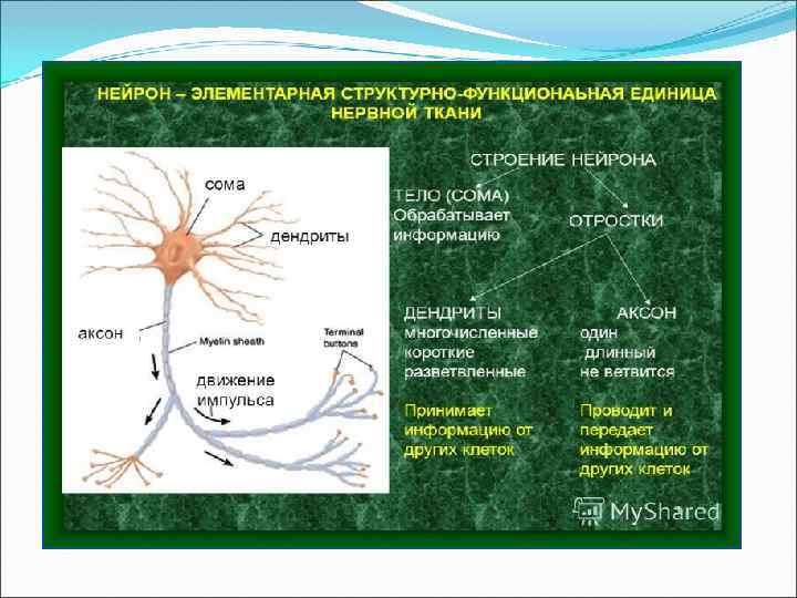 Нервная ткань рниму презентация