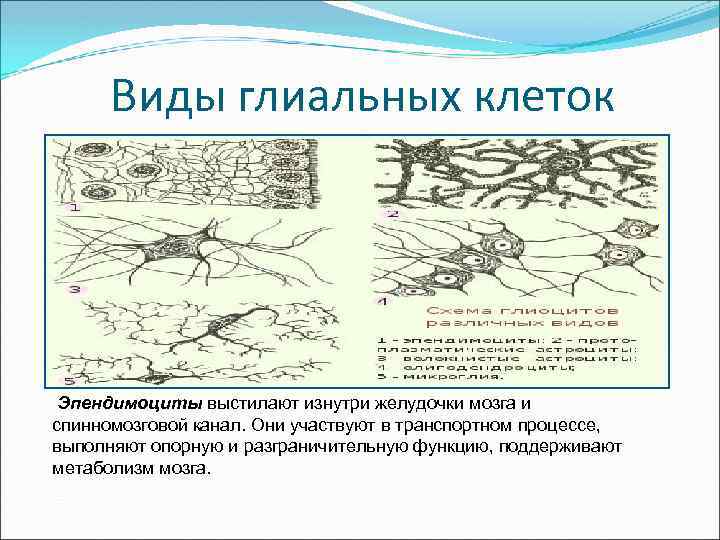 Виды глиальных клеток Эпендимоциты выстилают изнутри желудочки мозга и спинномозговой канал. Они участвуют в