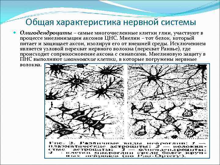 Общая характеристика нервной системы Олигодендроциты – самые многочисленные клитки глии, участвуют в процессе миелинизации