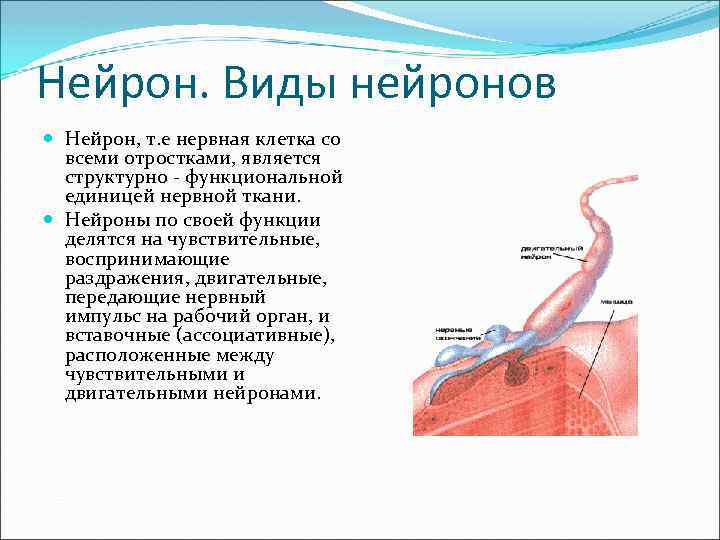 Нейрон. Виды нейронов Нейрон, т. е нервная клетка со всеми отростками, является структурно -