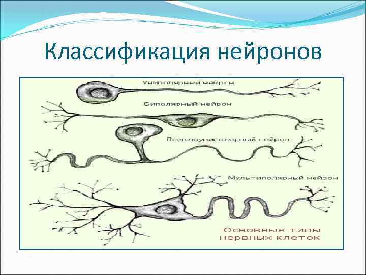 Классификация нейронов 