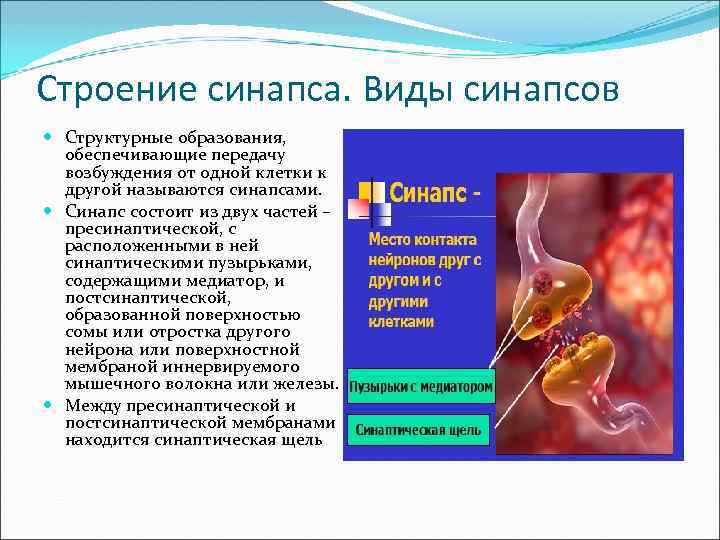 Строение синапса. Виды синапсов Структурные образования, обеспечивающие передачу возбуждения от одной клетки к другой