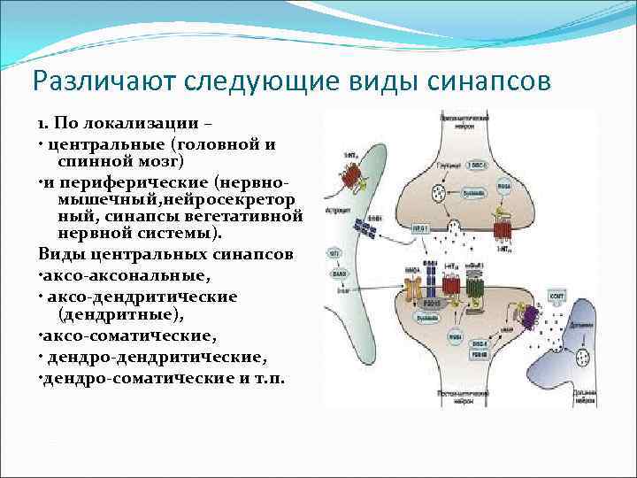 Различают следующие виды синапсов 1. По локализации – • центральные (головной и спинной мозг)