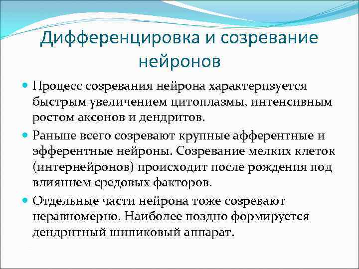 Дифференцировка и созревание нейронов Процесс созревания нейрона характеризуется быстрым увеличением цитоплазмы, интенсивным ростом аксонов