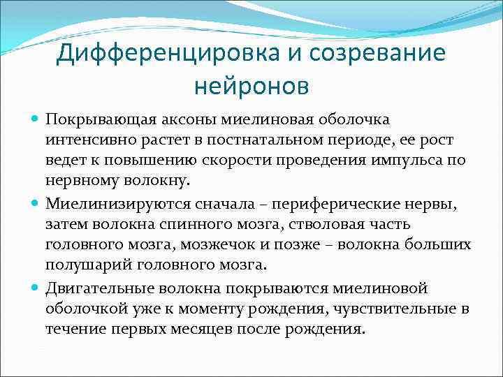 Дифференцировка и созревание нейронов Покрывающая аксоны миелиновая оболочка интенсивно растет в постнатальном периоде, ее