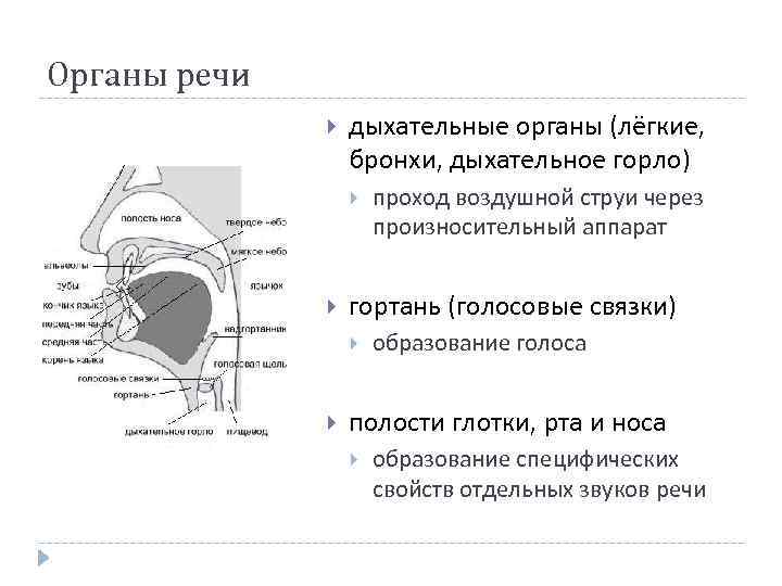 Образование голоса. Дыхательные органы речи. Бронхи и голосовые связки. Органы речи по ходу воздушной струи. Охрана органов речи.