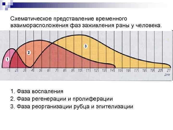 Схематическое представление временного взаиморасположения фаз заживления раны у человека. 1. Фаза воспаления 2. Фаза