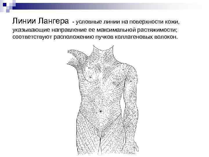 Линии Лангера - условные линии на поверхности кожи, указывающие направление ее максимальной растяжимости; соответствуют