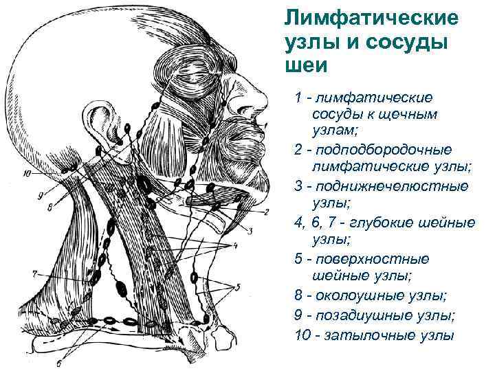 Лимфатические узлы и сосуды шеи 1 - лимфатические сосуды к щечным узлам; 2 -