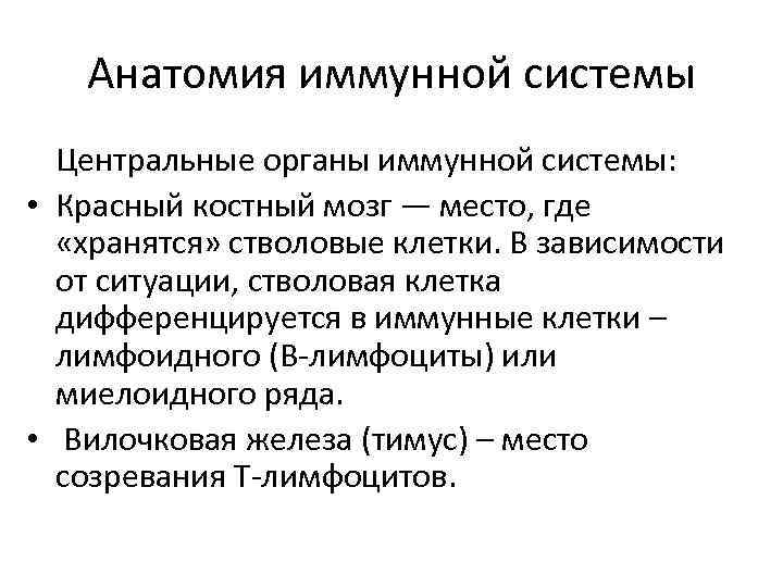 Анатомия иммунной системы Центральные органы иммунной системы: • Красный костный мозг — место, где