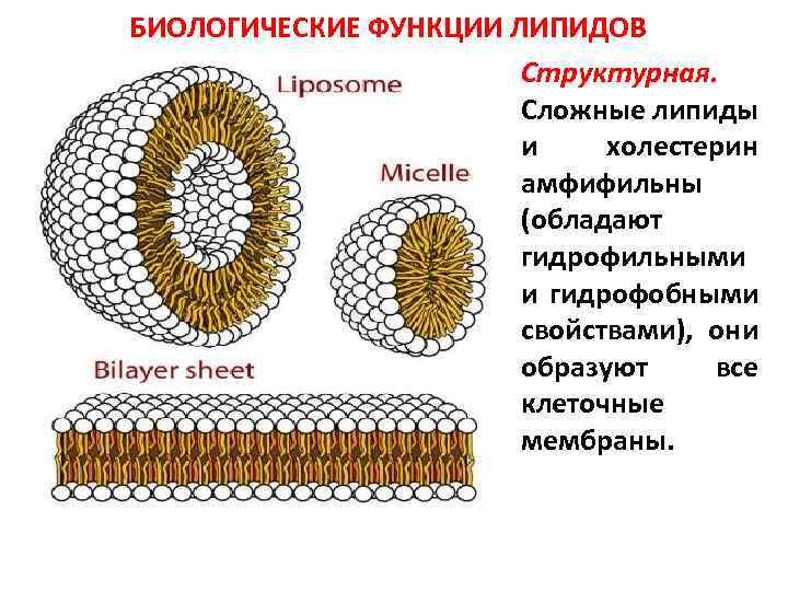 Что такое матрикс липиды для волос