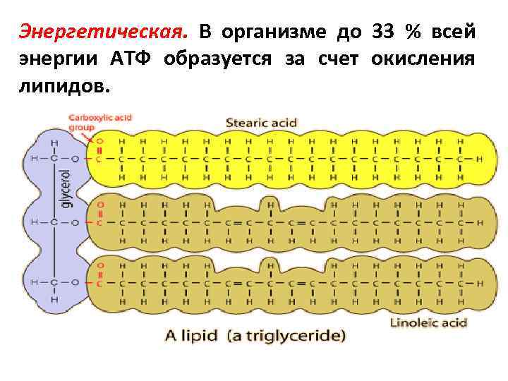 Энергетическая. В организме до 33 % всей энергии АТФ образуется за счет окисления липидов.