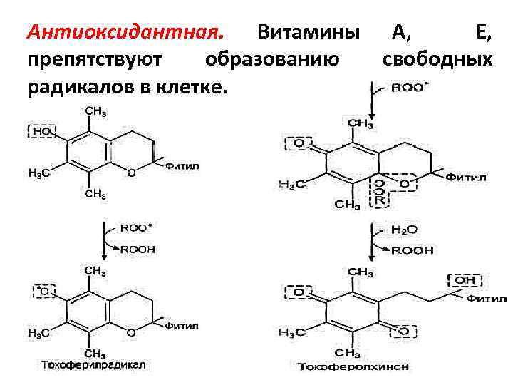 Антиоксидантная. Витамины А, Е, препятствуют образованию свободных радикалов в клетке. 