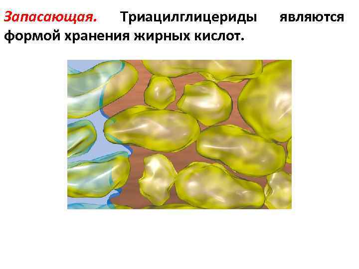 Запасающая. Триацилглицериды формой хранения жирных кислот. являются 