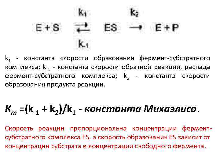 k 1 - константа скорости образования фермент-субстратного комплекса; k-1 - константа скорости обратной реакции,