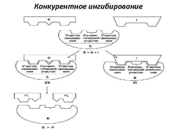 Конкурентное ингибирование 