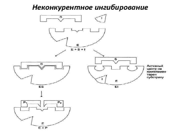 Неконкурентное ингибирование схема