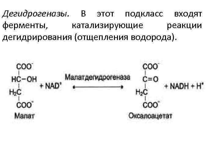 Реакция с участием фермента. Пример реакции фермента дегидрогеназы. Группы ферментов дегидрогеназы. Дегидрогеназы примеры реакций. Дегидрогеназа пример реакции.