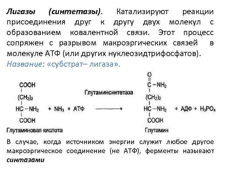 Лигазы (синтетазы). Катализируют реакции присоединения друг к другу двух молекул с образованием ковалентной связи.