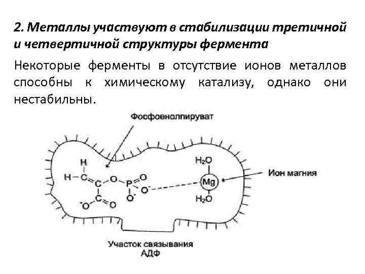 2. Металлы участвуют в стабилизации третичной и четвертичной структуры фермента Некоторые ферменты в отсутствие