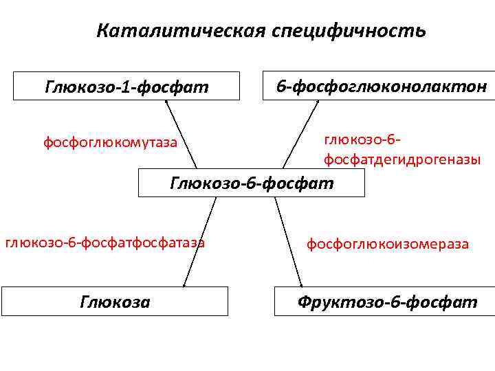 Каталитическая специфичность Глюкозо-1 -фосфат фосфоглюкомутаза 6 -фосфоглюконолактон глюкозо-6 фосфатдегидрогеназы Глюкозо-6 -фосфат глюкозо-6 -фосфатаза Глюкоза