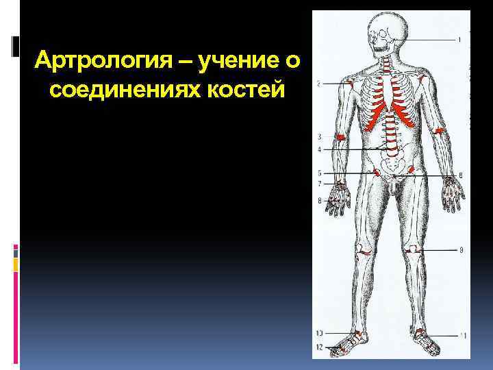 Артрология. Учение о соединениях костей. Тип соединения в артрологии. Артрология кратко.