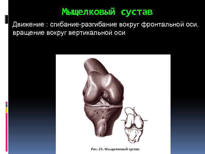 Мыщелковый сустав Движение : сгибание-разгибание вокруг фронтальной оси, вращение вокруг вертикальной оси 